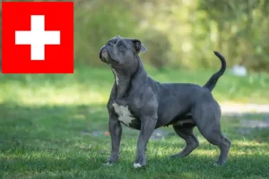 Scopri di più sull'articolo Allevatori di Olde English Bulldog e cuccioli in Svizzera