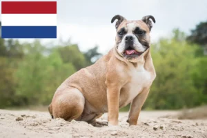 Scopri di più sull'articolo Allevatori di Olde English Bulldog e cuccioli in Olanda