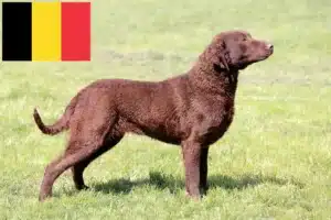 Scopri di più sull'articolo Allevatori di Chesapeake Bay Retriever e cuccioli in Belgio