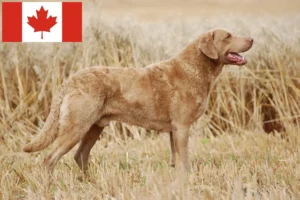 Scopri di più sull'articolo Allevatori di Chesapeake Bay Retriever e cuccioli in Canada