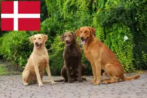 Scopri di più sull'articolo Allevatori di Chesapeake Bay Retriever e cuccioli in Danimarca