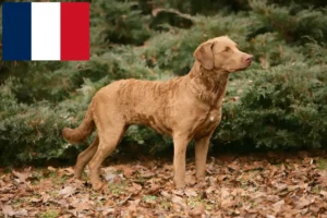 Scopri di più sull'articolo Allevatori di Chesapeake Bay Retriever e cuccioli in Francia