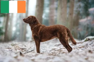 Scopri di più sull'articolo Allevatori di Chesapeake Bay Retriever e cuccioli in Irlanda