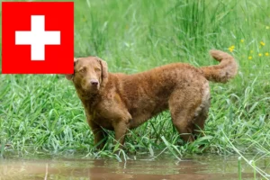 Scopri di più sull'articolo Allevatori di Chesapeake Bay Retriever e cuccioli in Svizzera