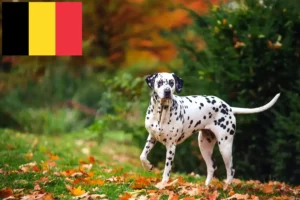 Scopri di più sull'articolo Allevatori di Dalmata e cuccioli in Belgio