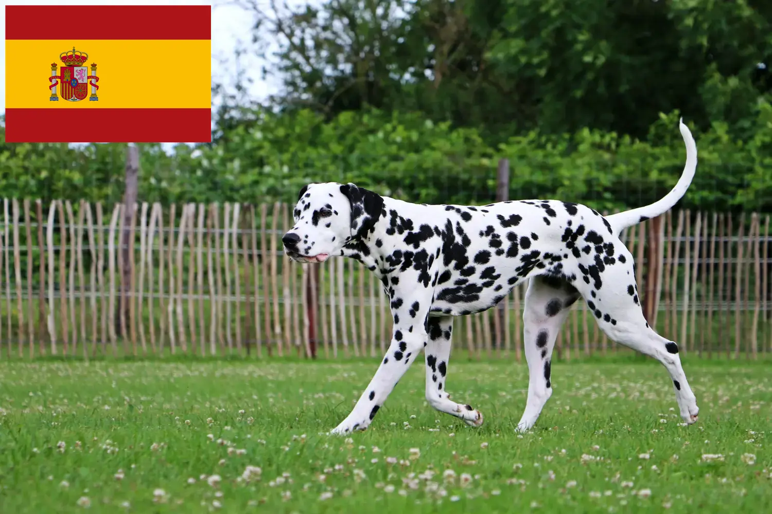 Scopri di più sull'articolo Allevatori di Dalmata e cuccioli in Spagna