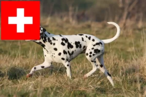 Scopri di più sull'articolo Allevatori di Dalmata e cuccioli in Svizzera