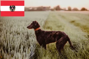 Scopri di più sull'articolo Allevatori di Deerhound e cuccioli in Austria