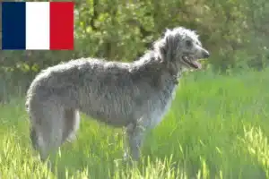 Scopri di più sull'articolo Allevatori e cuccioli di Deerhound in Francia