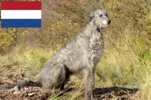 Scopri di più sull'articolo Allevatori e cuccioli di Deerhound nei Paesi Bassi