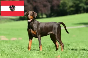 Scopri di più sull'articolo Allevatori di Dobermann e cuccioli in Austria