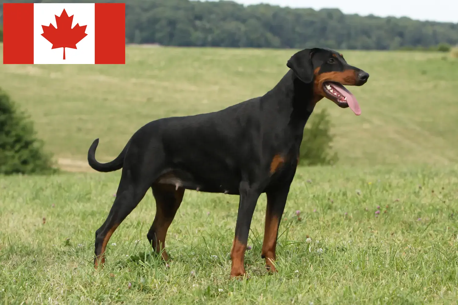 Scopri di più sull'articolo Allevatori di Doberman e cuccioli in Canada