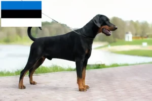 Scopri di più sull'articolo Allevatori di dobermann e cuccioli in Estonia