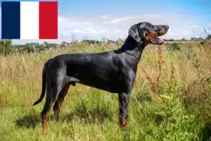 Scopri di più sull'articolo Allevatori di dobermann e cuccioli in Francia