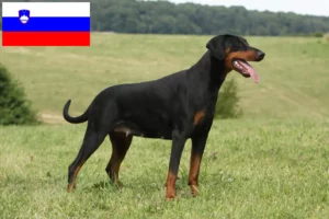 Scopri di più sull'articolo Allevatori di dobermann e cuccioli in Slovenia