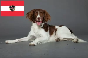 Scopri di più sull'articolo Allevatori di Drentse Patrijshond e cuccioli in Austria