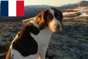 Scopri di più sull'articolo Allevatori e cuccioli di Drentse Patrijshond in Francia