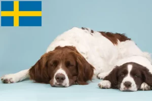Scopri di più sull'articolo Allevatori di Drentse Patrijshond e cuccioli in Svezia