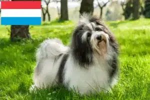 Scopri di più sull'articolo Allevatori e cuccioli di Havanese in Lussemburgo