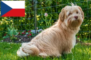 Scopri di più sull'articolo Allevatori e cuccioli di Havanese in Repubblica Ceca