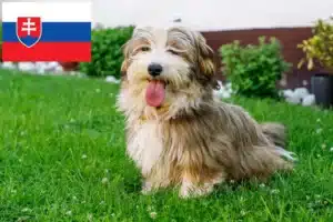 Scopri di più sull'articolo Allevatori e cuccioli di Havanese in Slovacchia