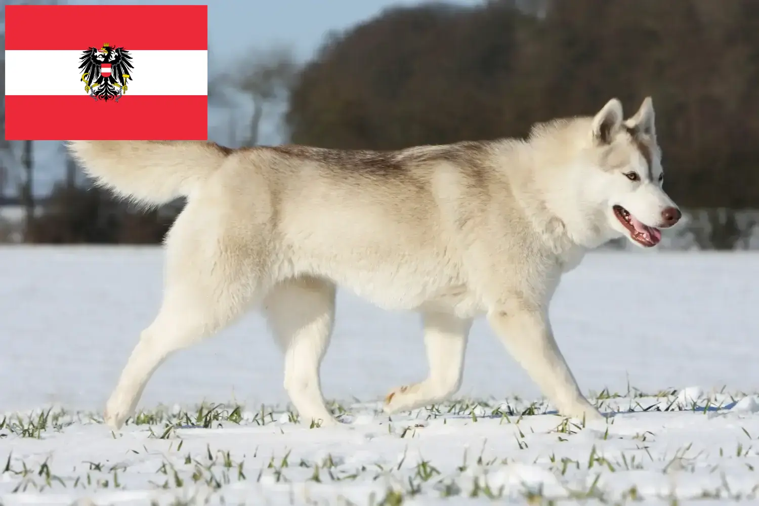 Scopri di più sull'articolo Allevatori di Husky e cuccioli in Austria