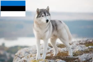 Scopri di più sull'articolo Allevatori di Husky e cuccioli in Estonia