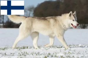 Scopri di più sull'articolo Allevatori e cuccioli di Husky in Finlandia