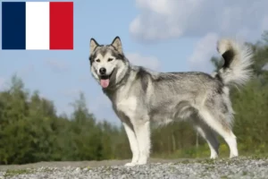 Scopri di più sull'articolo Allevatori di Husky e cuccioli in Francia