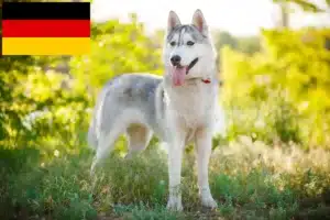 Scopri di più sull'articolo Allevatori e cuccioli di Husky in Germania