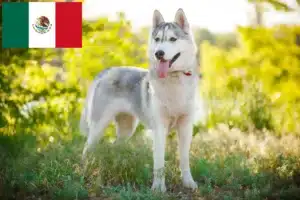 Scopri di più sull'articolo Allevatori di Husky e cuccioli in Messico