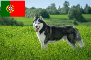 Scopri di più sull'articolo Allevatori di Husky e cuccioli in Portogallo