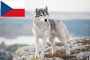 Scopri di più sull'articolo Allevatori di Husky e cuccioli in Repubblica Ceca