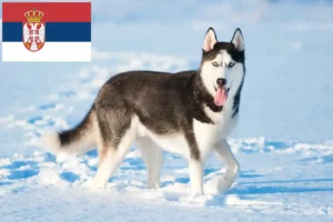 Scopri di più sull'articolo Allevatori di Husky e cuccioli in Serbia