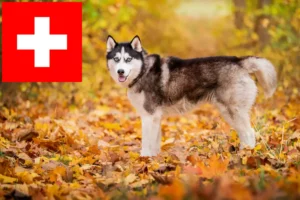 Scopri di più sull'articolo Allevatori di Husky e cuccioli in Svizzera