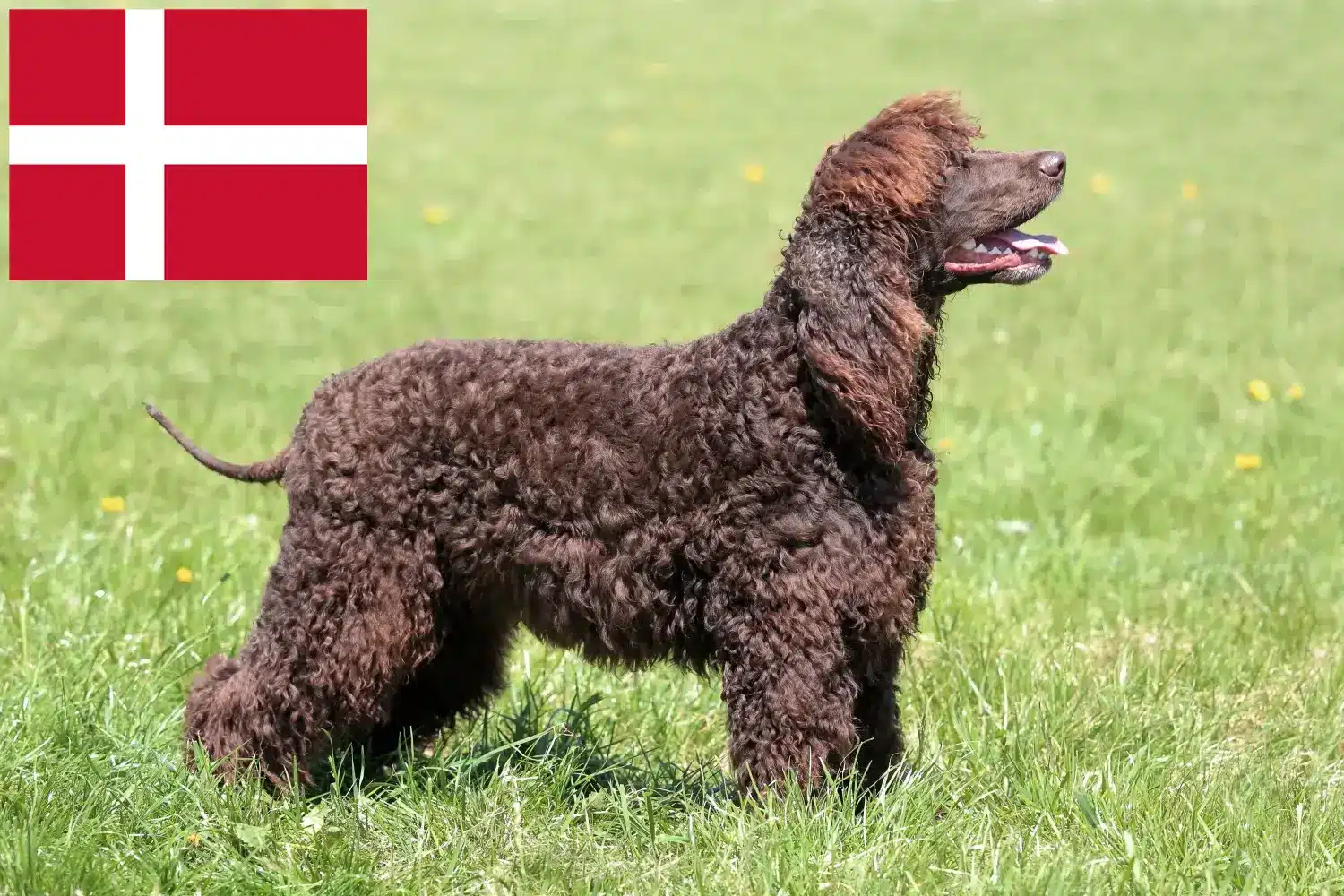 Scopri di più sull'articolo Allevatori e cuccioli di Irish Water Spaniel in Danimarca