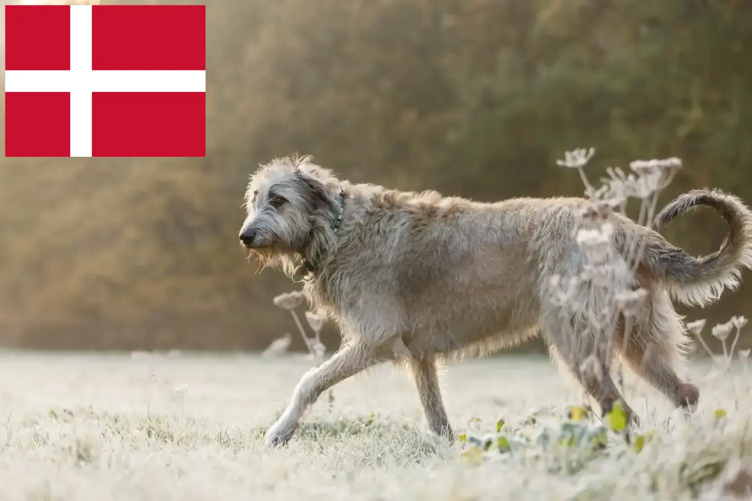 Scopri di più sull'articolo Allevatori e cuccioli di Irish Wolfhound in Danimarca