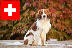 Scopri di più sull'articolo Allevatori di Kooikerhondje olandesi e cuccioli in Svizzera