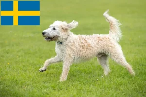 Scopri di più sull'articolo Allevatori di Labradoodle e cuccioli in Svezia