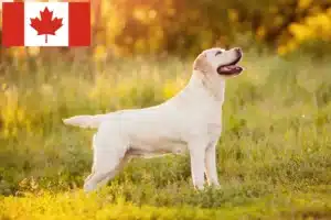 Scopri di più sull'articolo Allevatori di Labrador e cuccioli in Canada