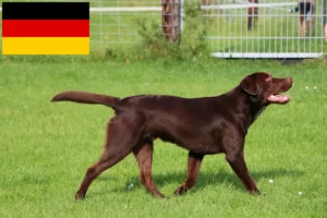 Scopri di più sull'articolo Allevatori di Labrador e cuccioli in Germania