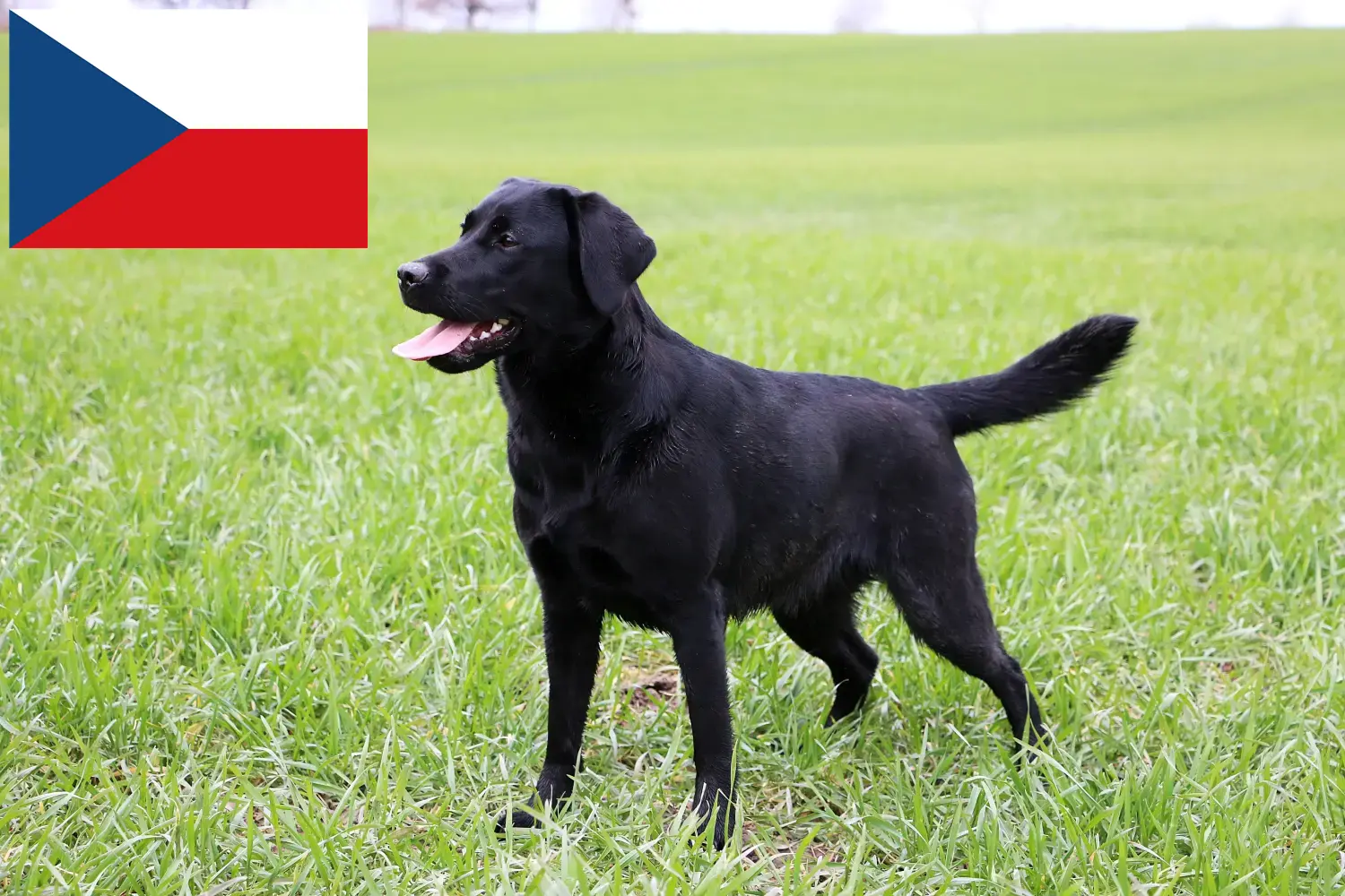 Scopri di più sull'articolo Allevatori di Labrador e cuccioli in Repubblica Ceca