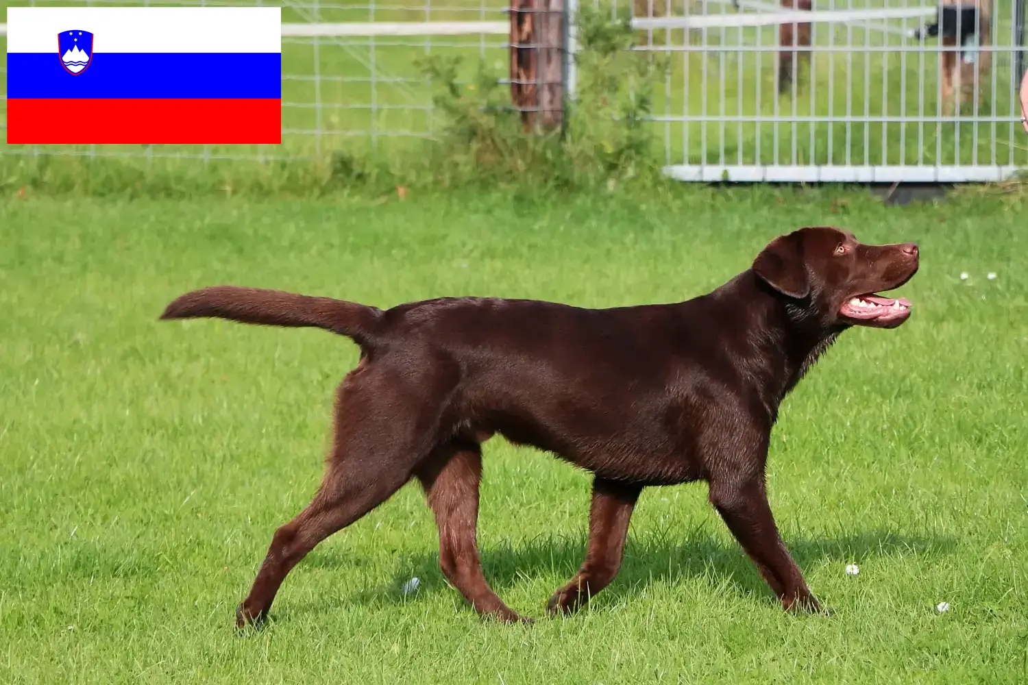 Scopri di più sull'articolo Allevatori di Labrador e cuccioli in Slovenia