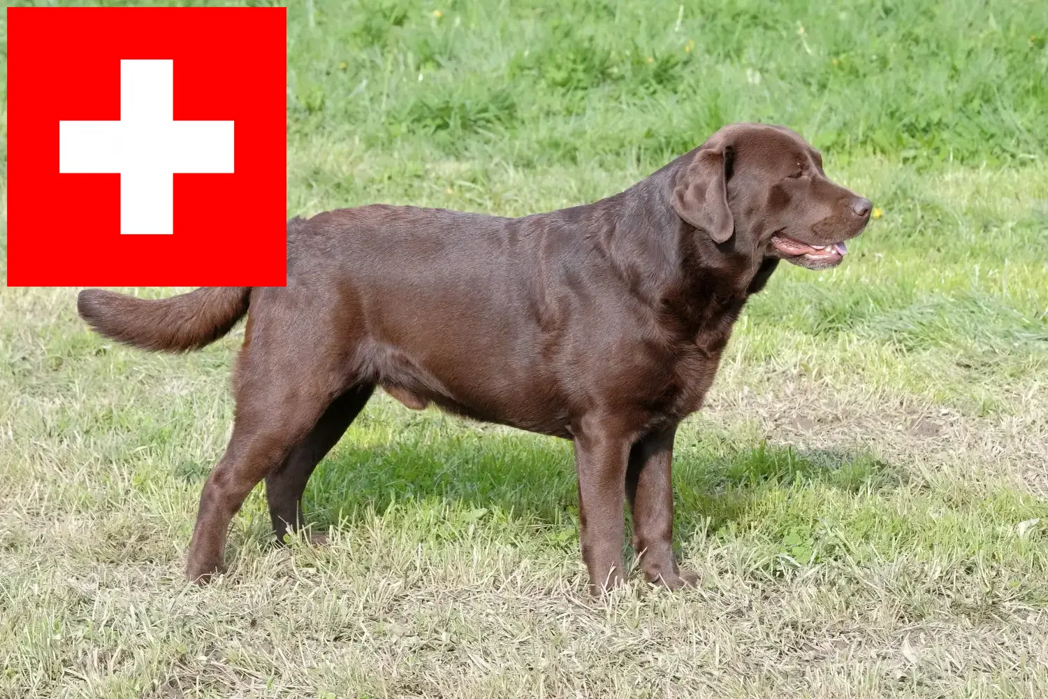 Scopri di più sull'articolo Allevatori di Labrador e cuccioli in Svizzera