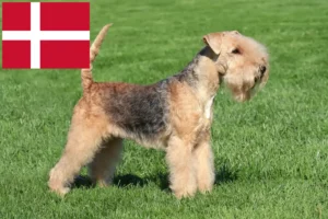 Scopri di più sull'articolo Allevatori e cuccioli di Lakeland Terrier in Danimarca