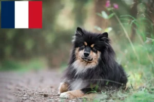 Scopri di più sull'articolo Allevatori e cuccioli di Lapphund finlandese in Francia