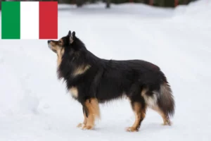 Scopri di più sull'articolo Allevatori di Lapphund finlandese e cuccioli in Italia