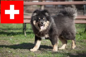 Scopri di più sull'articolo Allevatori di Lapphund finlandese e cuccioli in Svizzera