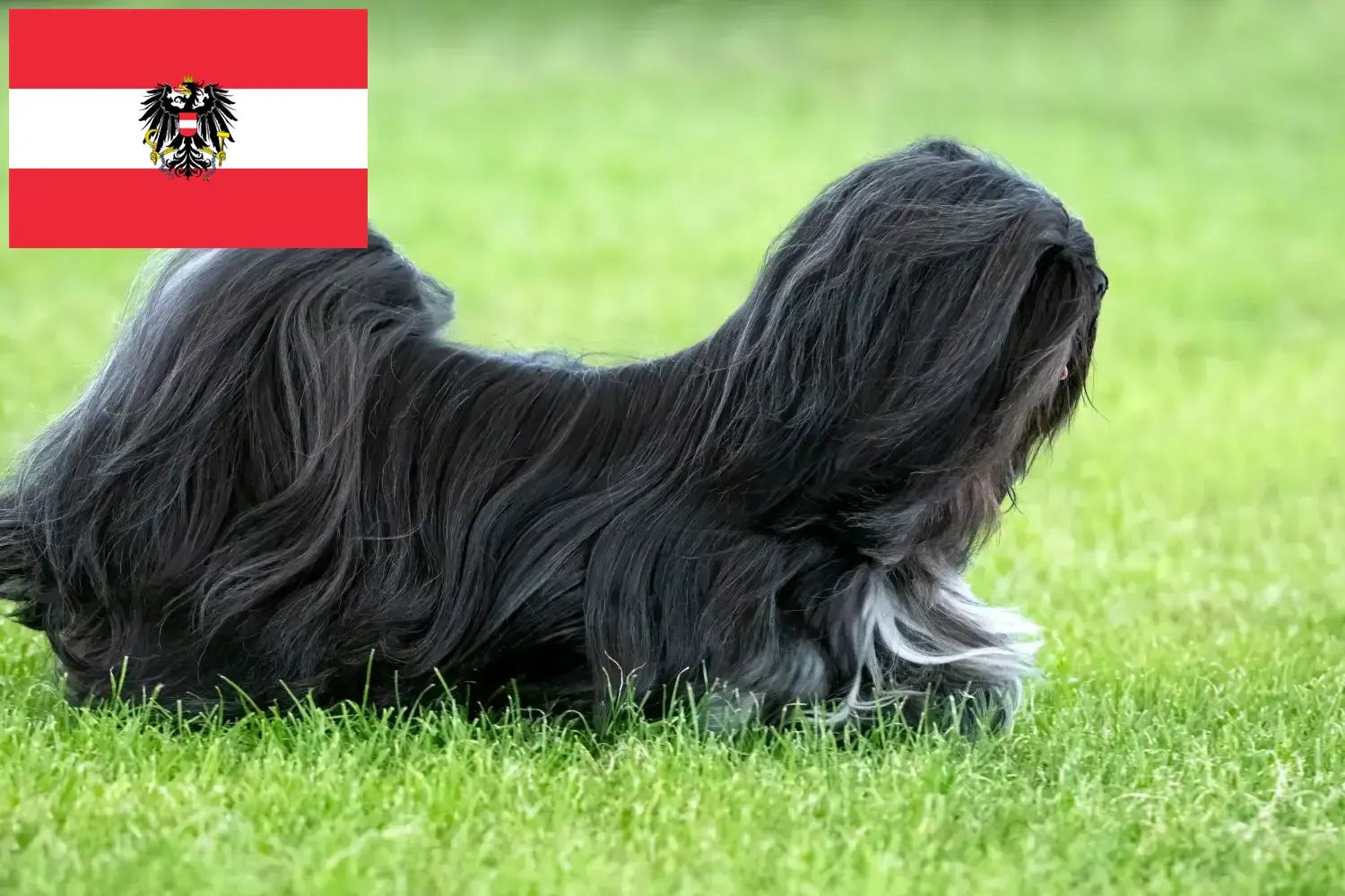 Scopri di più sull'articolo Allevatori di Lhasa Apso e cuccioli in Austria