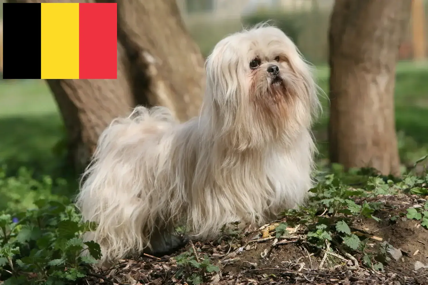 Scopri di più sull'articolo Allevatori di Lhasa Apso e cuccioli in Belgio